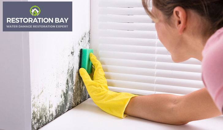 Mold Removal Professional